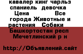  кавалер кинг чарльз спаниель -девочка › Цена ­ 45 000 - Все города Животные и растения » Собаки   . Башкортостан респ.,Мечетлинский р-н